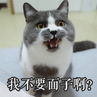 猫 面子 生气 搞怪 逗