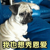 狗狗 我也想秀恩爱 可爱 嫉妒