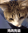 猫咪 可爱 抬头 萌宠 鸡鸣狗盗