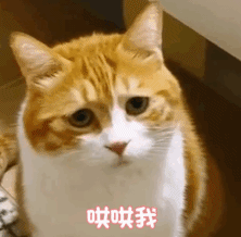 萌宠 猫咪 小网黄 动态图 可爱