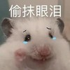 萌宠 仓鼠 偷偷抹泪 难受 呆萌 可爱