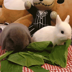 萌兔 可爱 吃货 分享