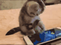 猫 萌宠 喵星人 可爱 卖萌