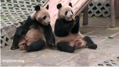 大熊猫 亲密 依偎 好朋友