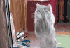 迷幻 猫 爱 橙色 catlyfe
