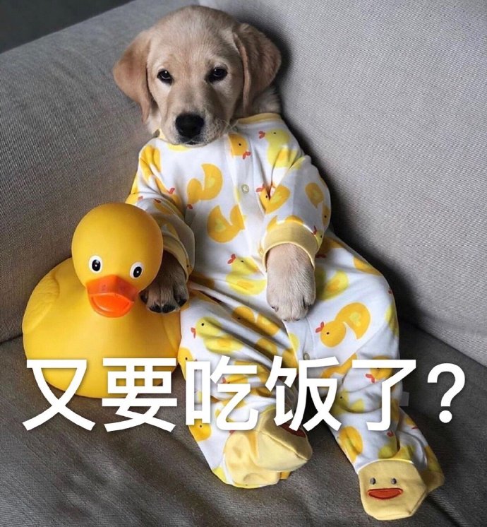 萌宠 汪星人 又要吃饭了 每天的我 呆萌 搞怪