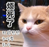 萌宠 喵星人 烦死了 为啥要乱吃 呆萌 傲娇