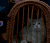 猫咪 笼子 想出去