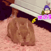 萌宠 兔子 拼命坚持