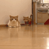 喵星人 可爱 萌宠 猫咪
