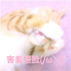萌宠 猫星人 害羞捂脸 脸红 呆萌 可爱