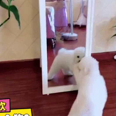 狗狗 照镜子 里面的是谁 搞笑