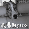 惊 我看到 惊恐 藏匿