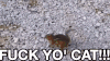 花栗鼠 猫 fuck