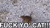 花栗鼠 猫 fuck