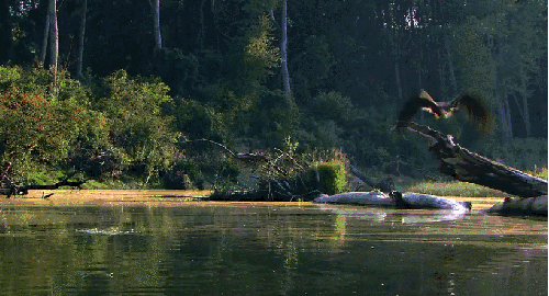 多瑙河-欧洲的亚马逊 帅气 纪录片 老鹰 飞