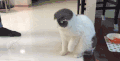 猫咪 可爱 低头 寻找 泡泡