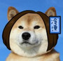 小狗 可怜 寂寞 冷漠