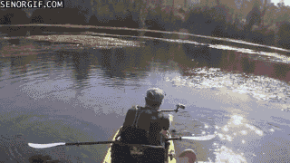 皮划艇  鹅  动物攻击 落水