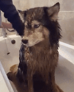 狗狗 浴缸 低头 洗澡