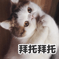 拜托 猫