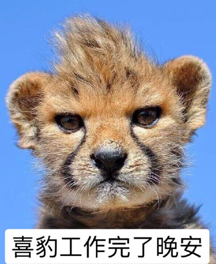 让我康康 可爱 搞笑 小豹子 动物