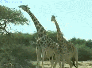 长颈鹿 giraffe 打架 互相伤害 暴力