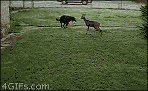 鹿 deer 狗 玩 可爱 跳跃