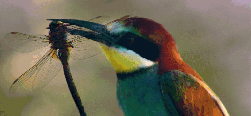 动物 多瑙河-欧洲的亚马逊 纪录片 喜鹊 叼蜻蜓