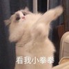 萌宠 猫星人 看我小拳拳 生气 呆萌 可爱
