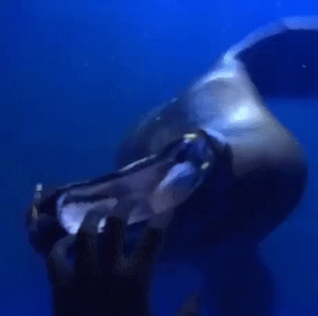 海狮 游泳 幼崽 可爱