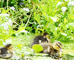 动物 流动 浮动 鸭子 鸭子 池塘 小鸭子