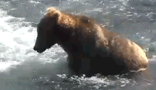 熊 可爱 大海 游泳