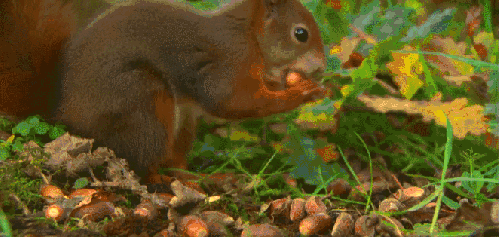 动物 吃果子 松鼠 神话的森林 纪录片