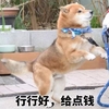 狗狗 搞笑 行行好 给点钱 斗图 抬腿