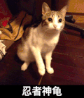 小猫 调皮 玩耍 忍者神龟