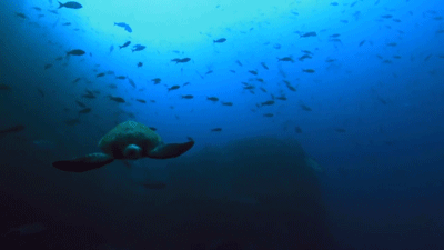 海底世界 动物 海龟 凶猛
