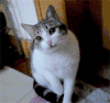 哈欠 猫咪 可爱 搞笑