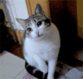哈欠 猫咪 可爱 搞笑