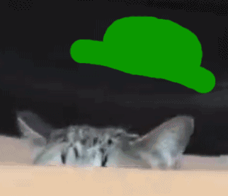 猫咪 大眼睛  绿帽子 萌宠