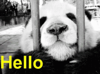熊猫 hello 打招呼