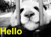 熊猫 hello 打招呼