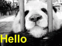 熊猫 hello 打招呼
