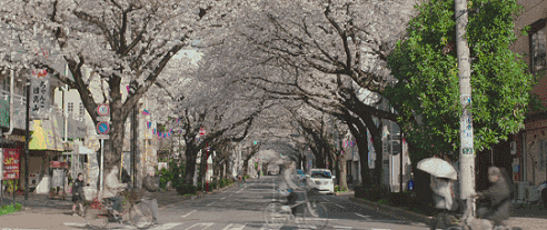 日本 樱花 澄沙之味 电影 街景 风景 国家
