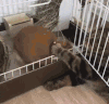猫咪 喵星人 搞笑 打架 小兔兔