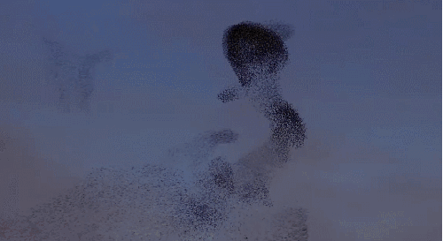 地球脉动 奇观 紫翅椋鸟 纪录片 美