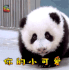 大熊猫 你的小可爱 soogif soogif出品