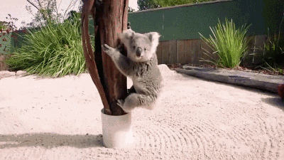 考拉 攻击 爬 危险 koala