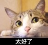 猫咪 太好了 可爱 毛茸茸