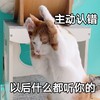 萌宠 喵星人 主动认错 道歉 原谅我 双手抱头